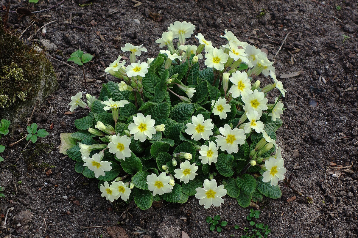 Примула - Рита Симонова