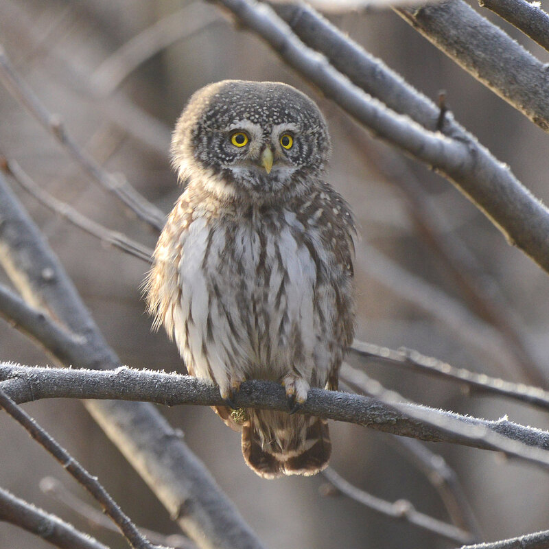 Сычик воробьиный - Михаил Белоусов