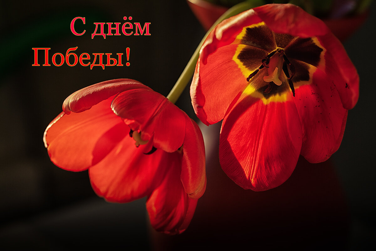 С 80 летием Великой Победы! - Лилия *