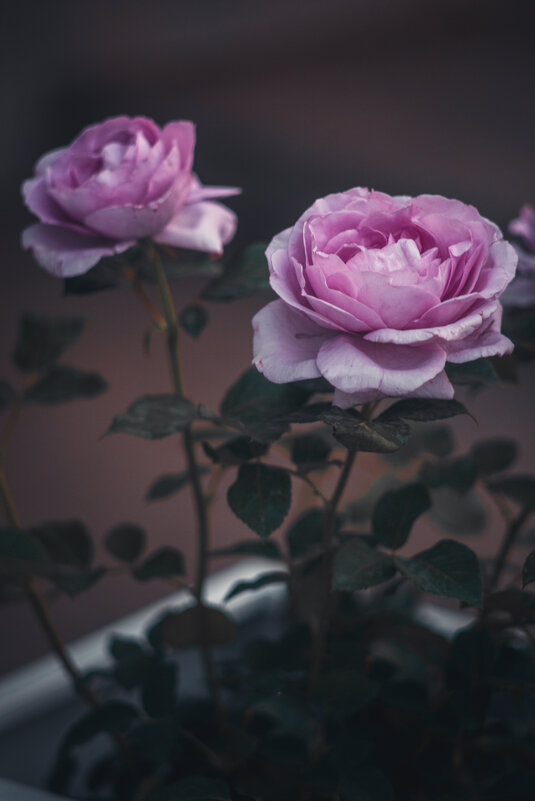 Роза "Лавандер кристалл" - Дмитрий Роза "Лавандер кристалл" - Дмитрий