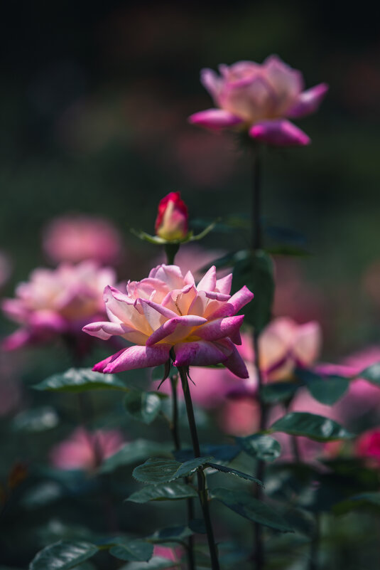 Фестиваль роз в Ханчжоу - Дмитрий Фестиваль роз в Ханчжоу - Дмитрий