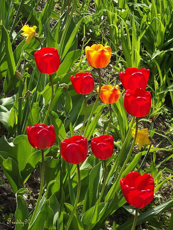 С 80-летием Победы в Великой Отечественной войне! - Freddy 97 С 80-летием Победы в Великой Отечественной войне! - Freddy 97