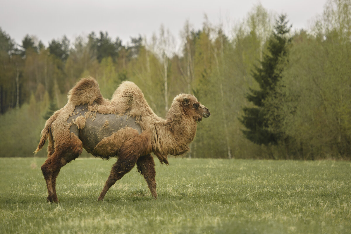 Необычный житель Ленинградской области - Максим Вышарь Необычный житель Ленинградской области - Максим Вышарь