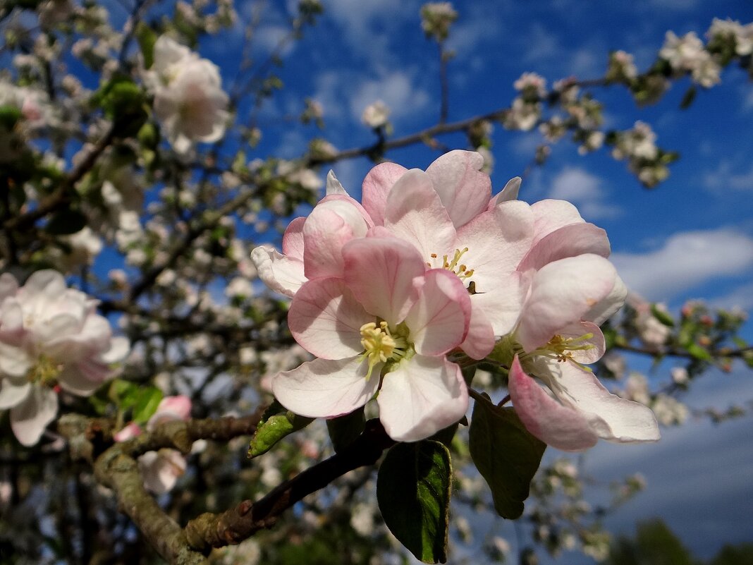 Расцветали яблони и ...С днем победы! - Антонина Гугаева
