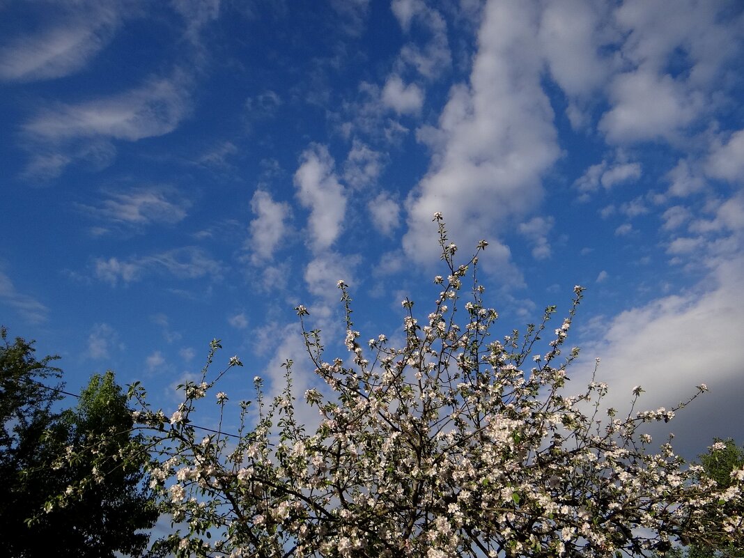 Мирного неба ! С днем победы! - Антонина Гугаева