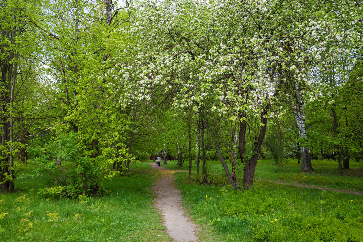 Прогулка в парке - Александр Синдерёв Прогулка в парке - Александр Синдерёв