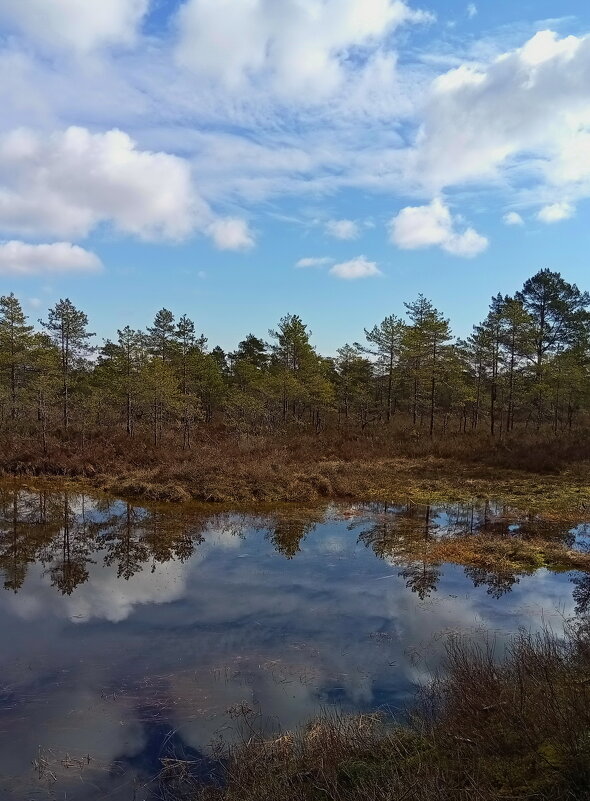 Облака над лесом.. - Татьян@ Ивановна
