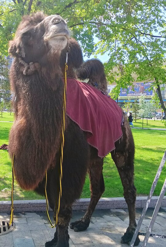 Верблюд - ольга хакимова Верблюд - ольга хакимова