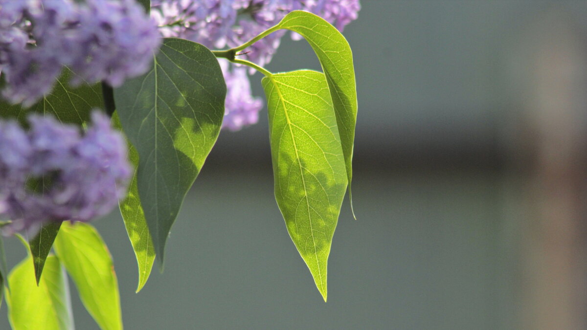 Сирени лист. - Игорь Родионов