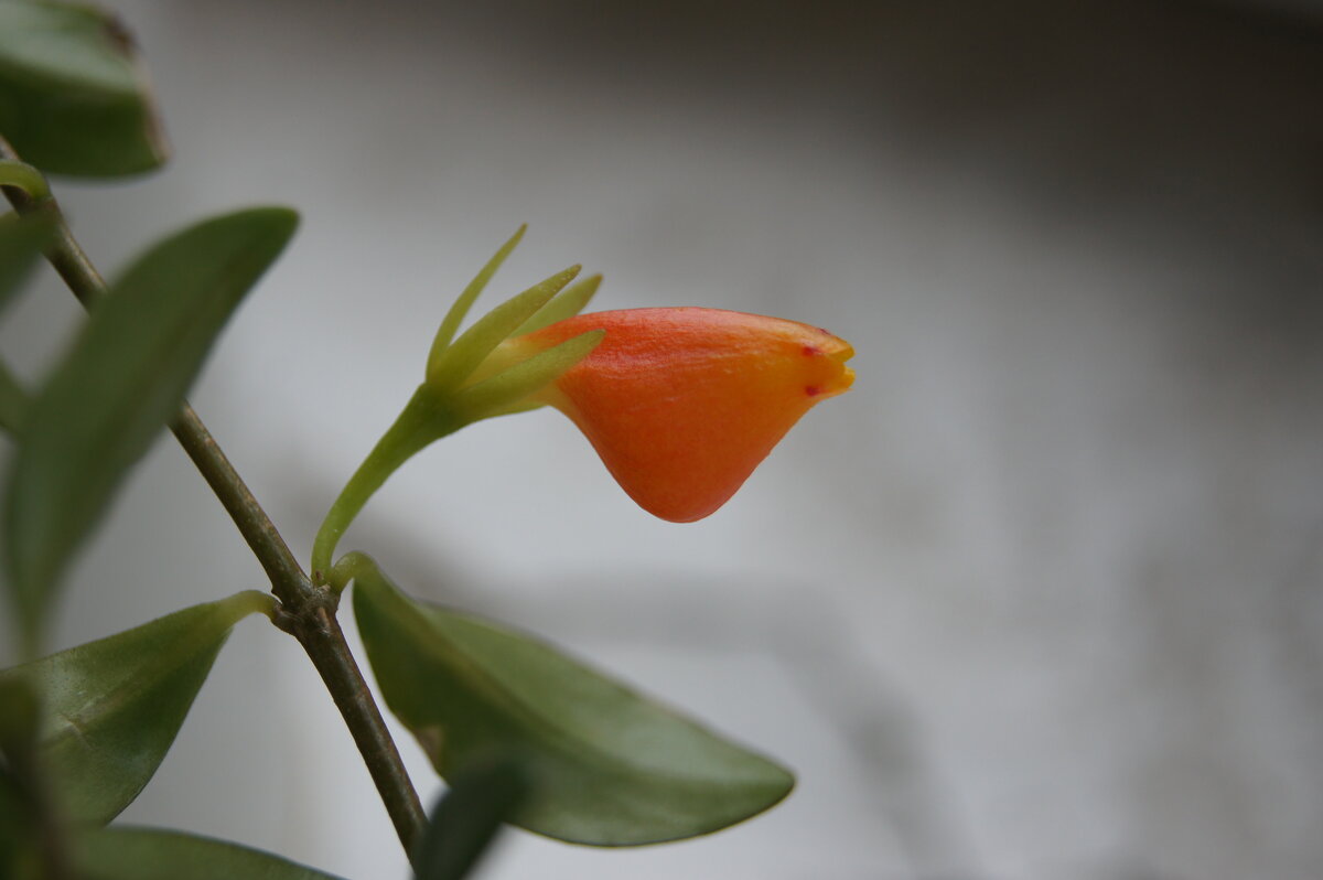 Нематантус - Глеб Нематантус - Глеб