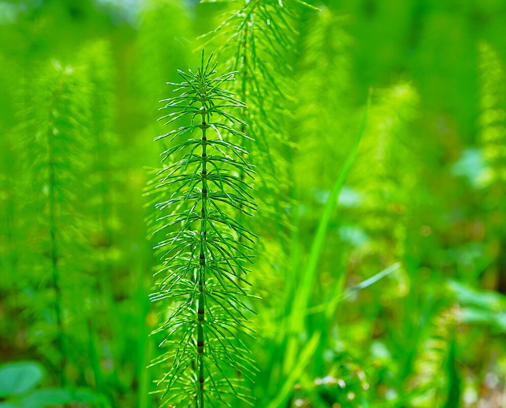Хвощи и плауны - Татьяна Тюменка