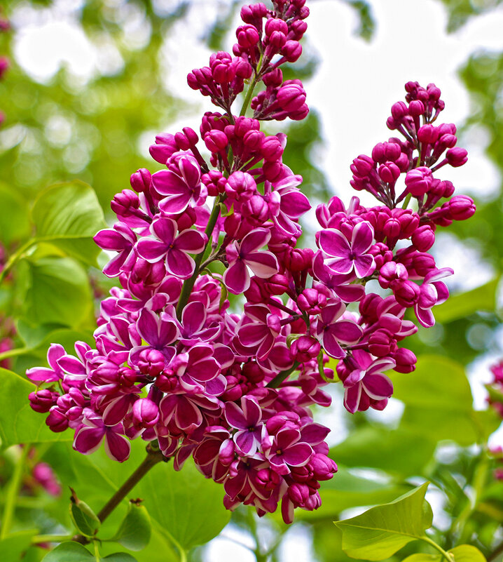 Накануне Дня Победы расцвела сирень - Светлана Накануне Дня Победы расцвела сирень - Светлана