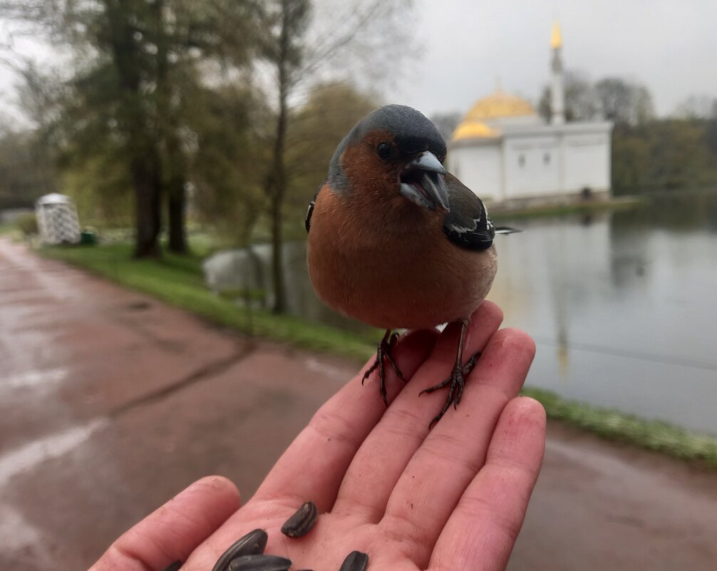 Зяблик - Сапсан 