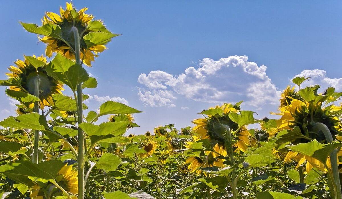 Жара - **** vedin Жара - **** vedin