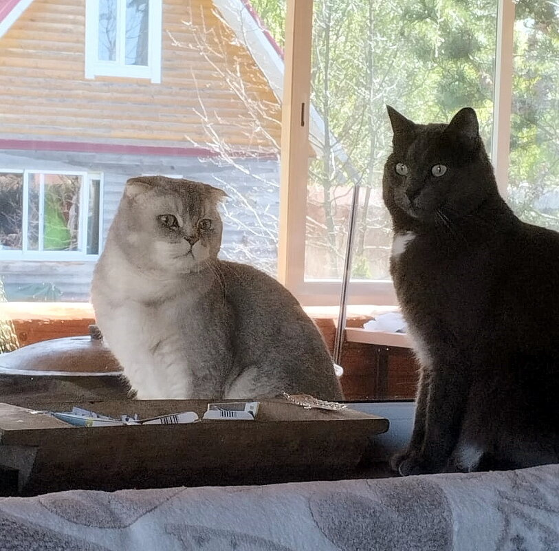 Приятели. - Ольга Довженко Приятели. - Ольга Довженко