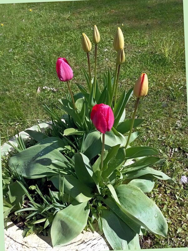 Тюльпаны - Veera V