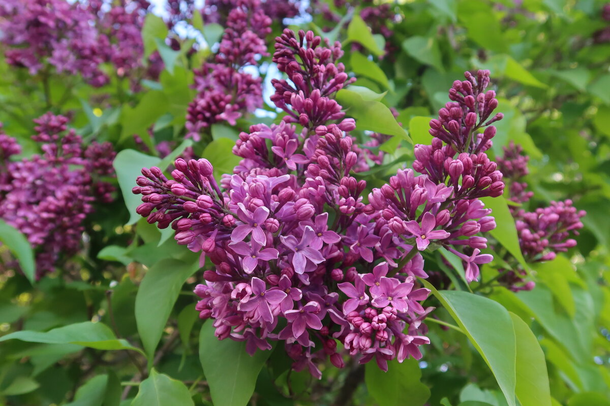 Сирень - Дмитрий И_ Сирень - Дмитрий И_