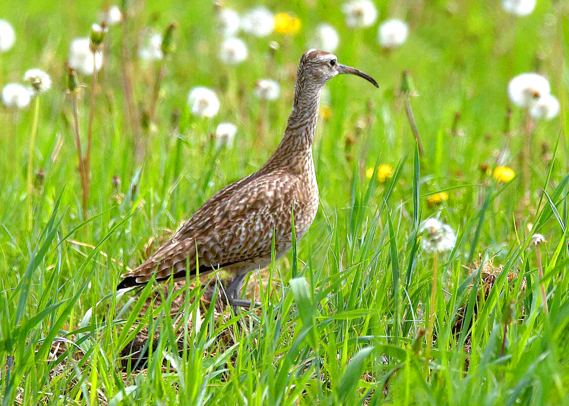 На лугу. - Михаил Белоусов