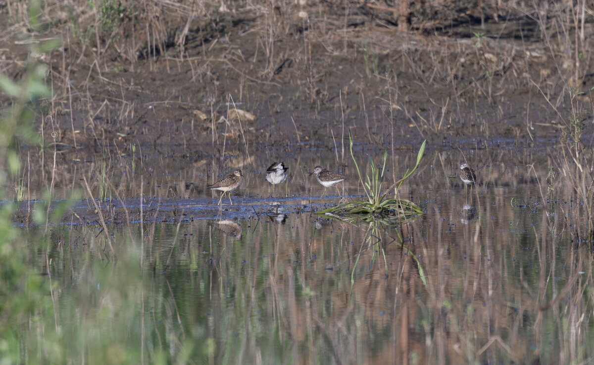 кулики - юрий макаров