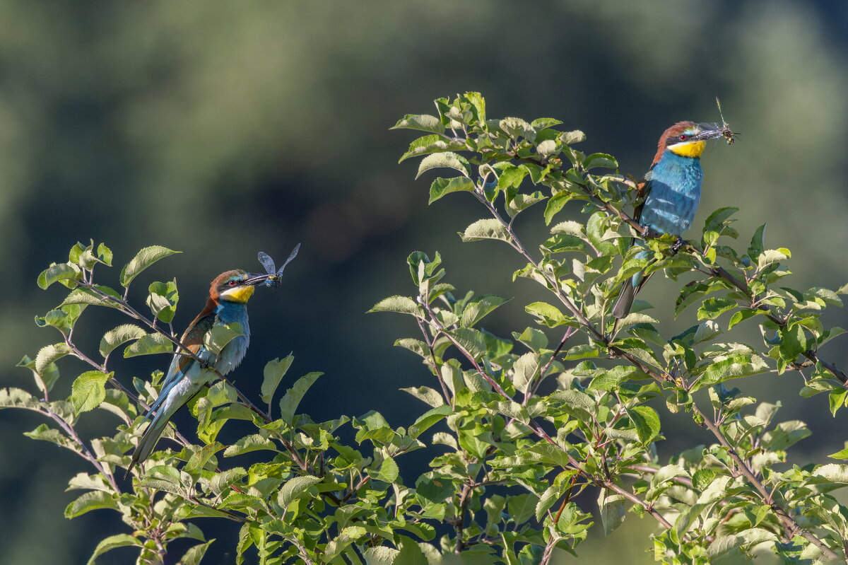 щурки - юрий макаров щурки - юрий макаров