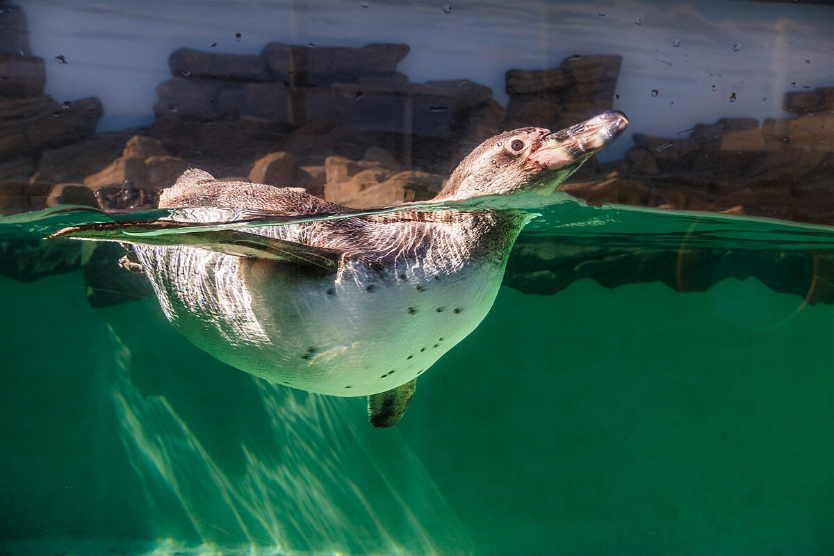 Пингвин - SanSan 
