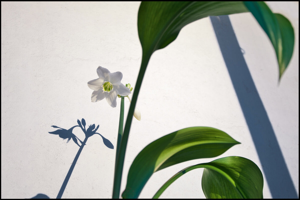 Цветок на балконе - **** vedin