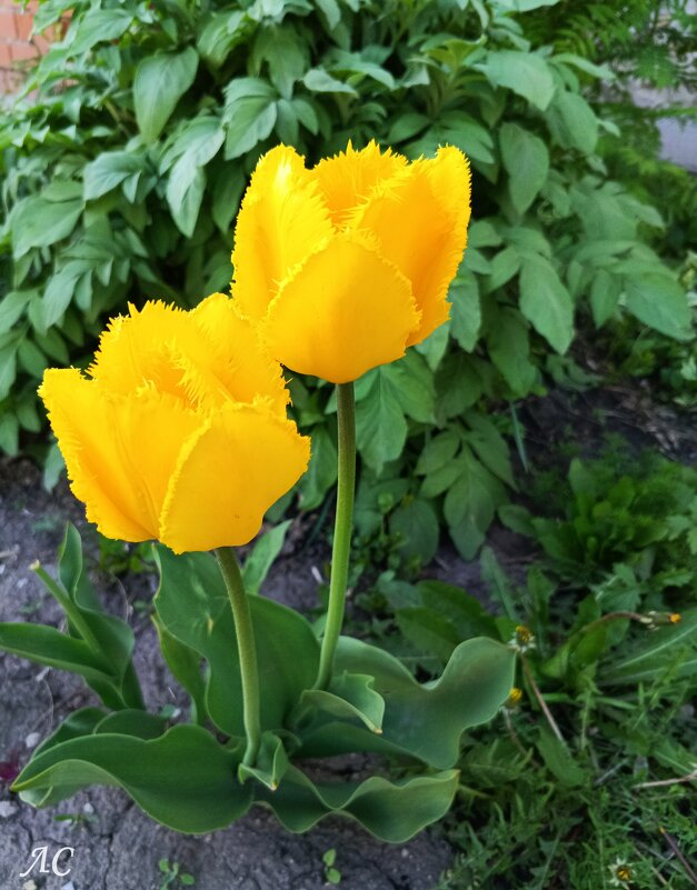 Желтые тюльпаны - Любовь Сахарова Желтые тюльпаны - Любовь Сахарова