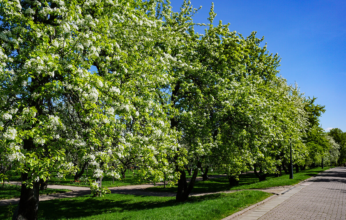 Яблоневый сад - Ольга Яблоневый сад - Ольга