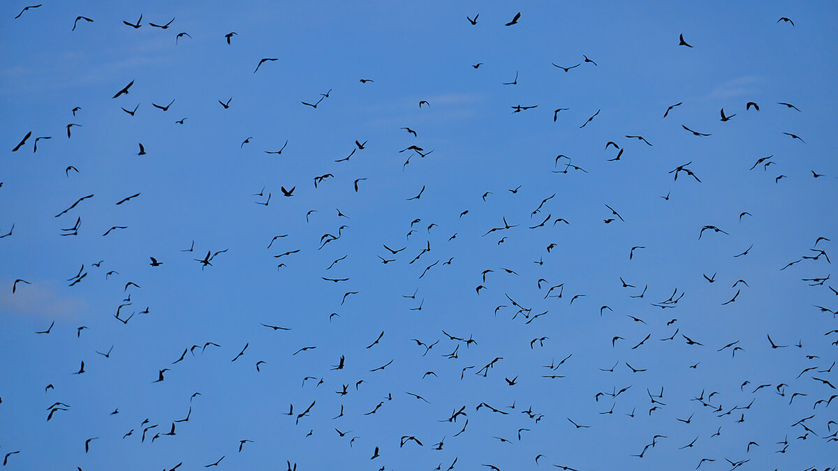 Куда, зачем и почему? - Alexandеr P