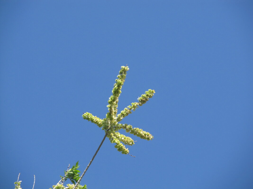 май приветствует - Елена Шаламова