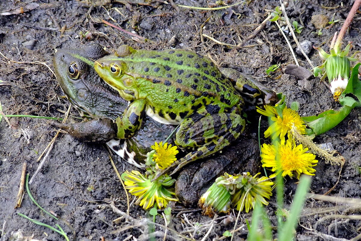 Романтика в цветах - Фёдор Меркурьев