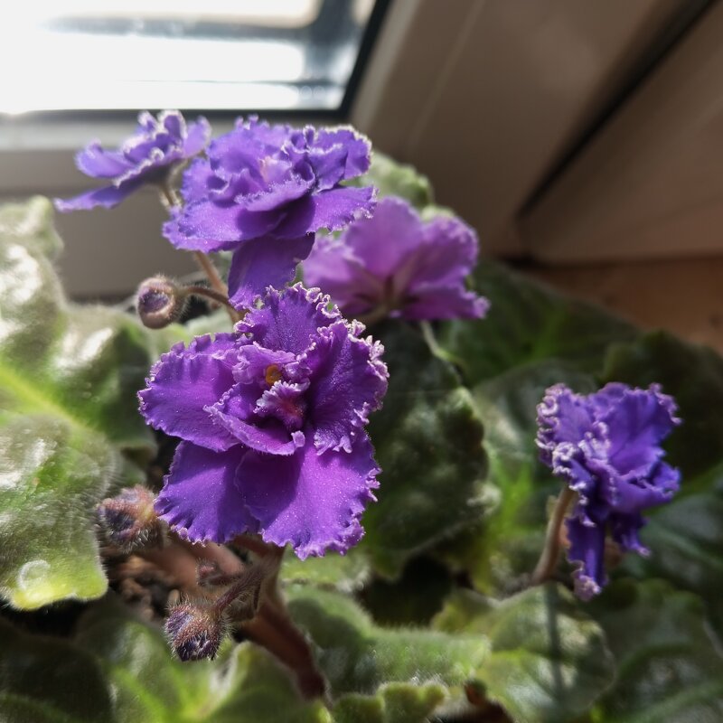 Фиалка - Елена Семигина Фиалка - Елена Семигина