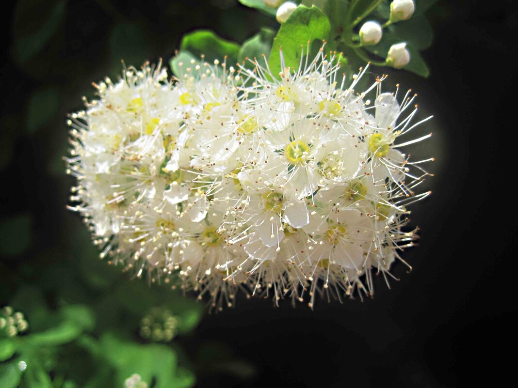 Нежность - Елена Семигина Нежность - Елена Семигина