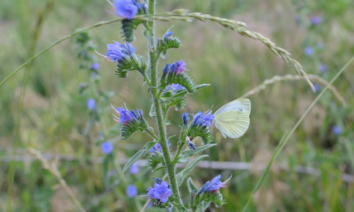 ... - Сергей Лысенко