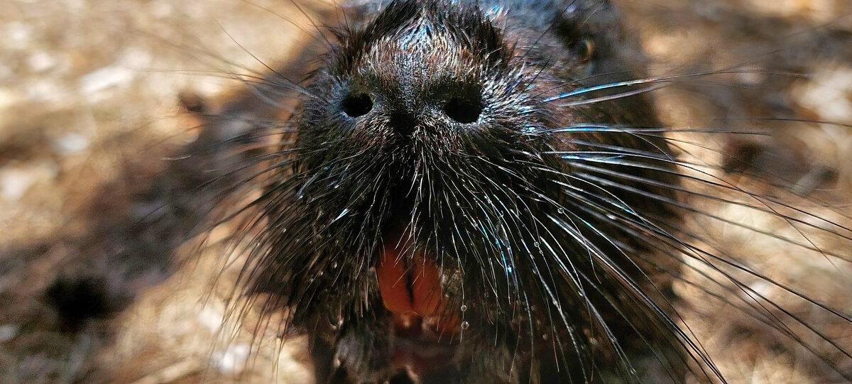 портрет нутрии - ИРЭН@ .