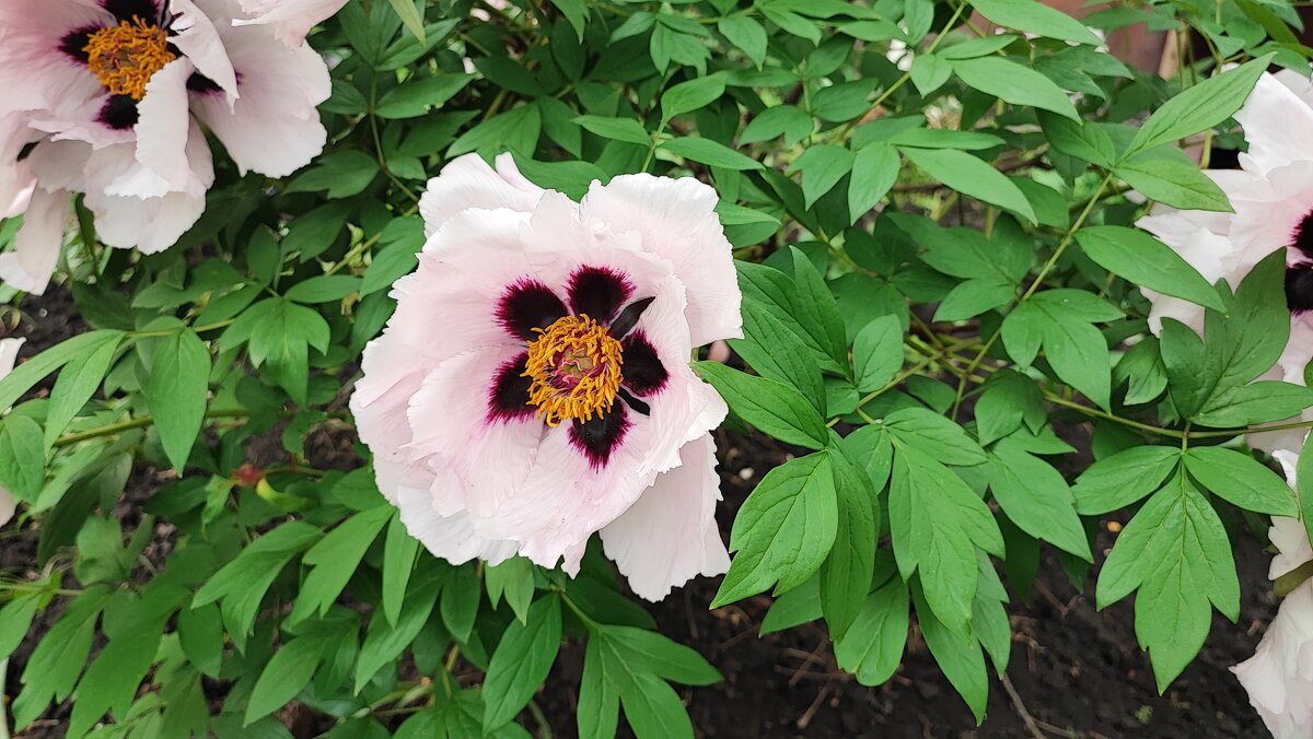 ,,, - Сергей Тимоновский