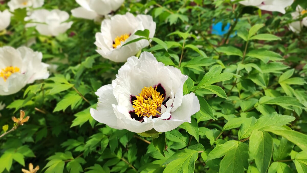 ,,, - Сергей Тимоновский ,,, - Сергей Тимоновский