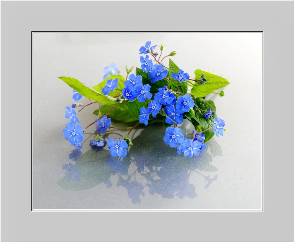 НЕЗАБУДКИ... - Elvira E. НЕЗАБУДКИ... - Elvira E.