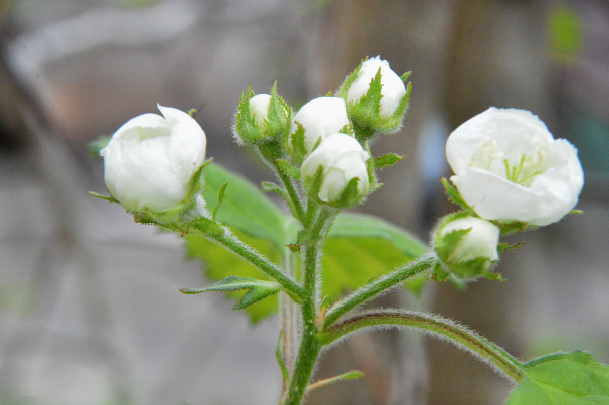 Боярышник сибирский - Надежда Куркина Боярышник сибирский - Надежда Куркина