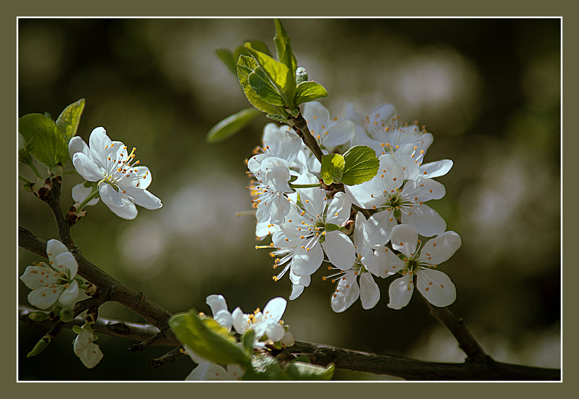 Весеннее - Владимир Кроливец Весеннее - Владимир Кроливец