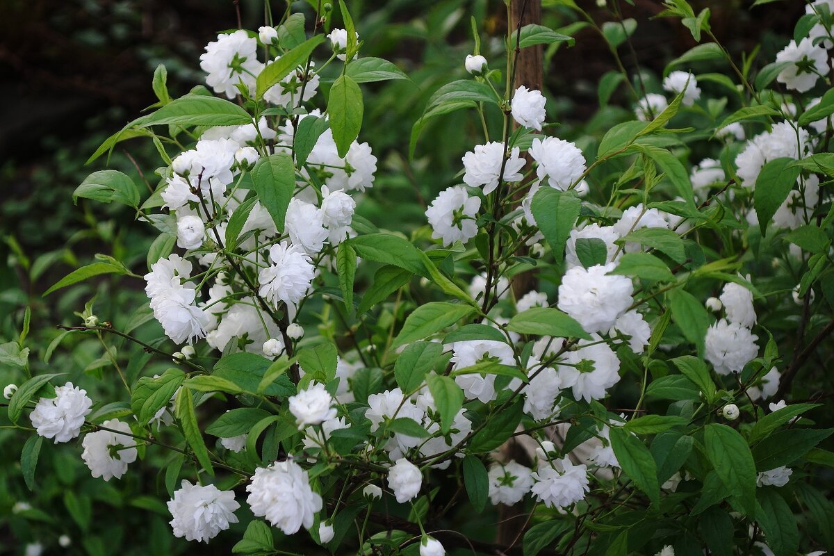 Цветет Миндаль белый - Рита Симонова Цветет Миндаль белый - Рита Симонова