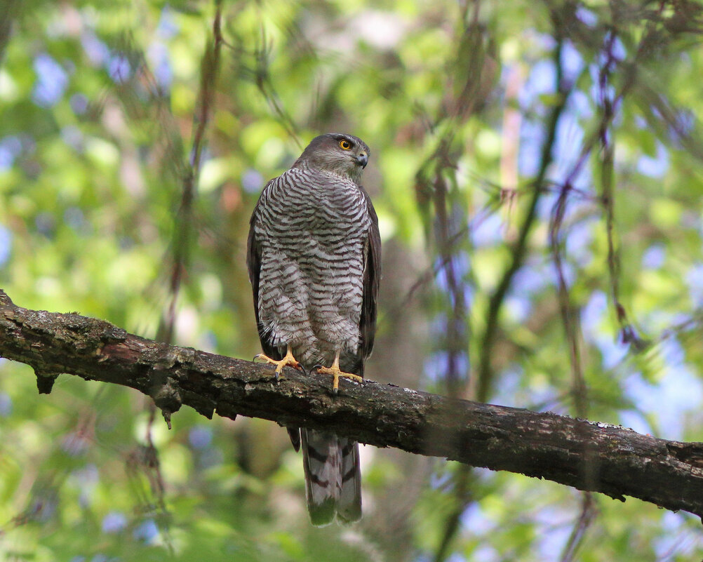 Самка ястреба-перепелятника - Георгий Бондаренко Самка ястреба-перепелятника - Георгий Бондаренко