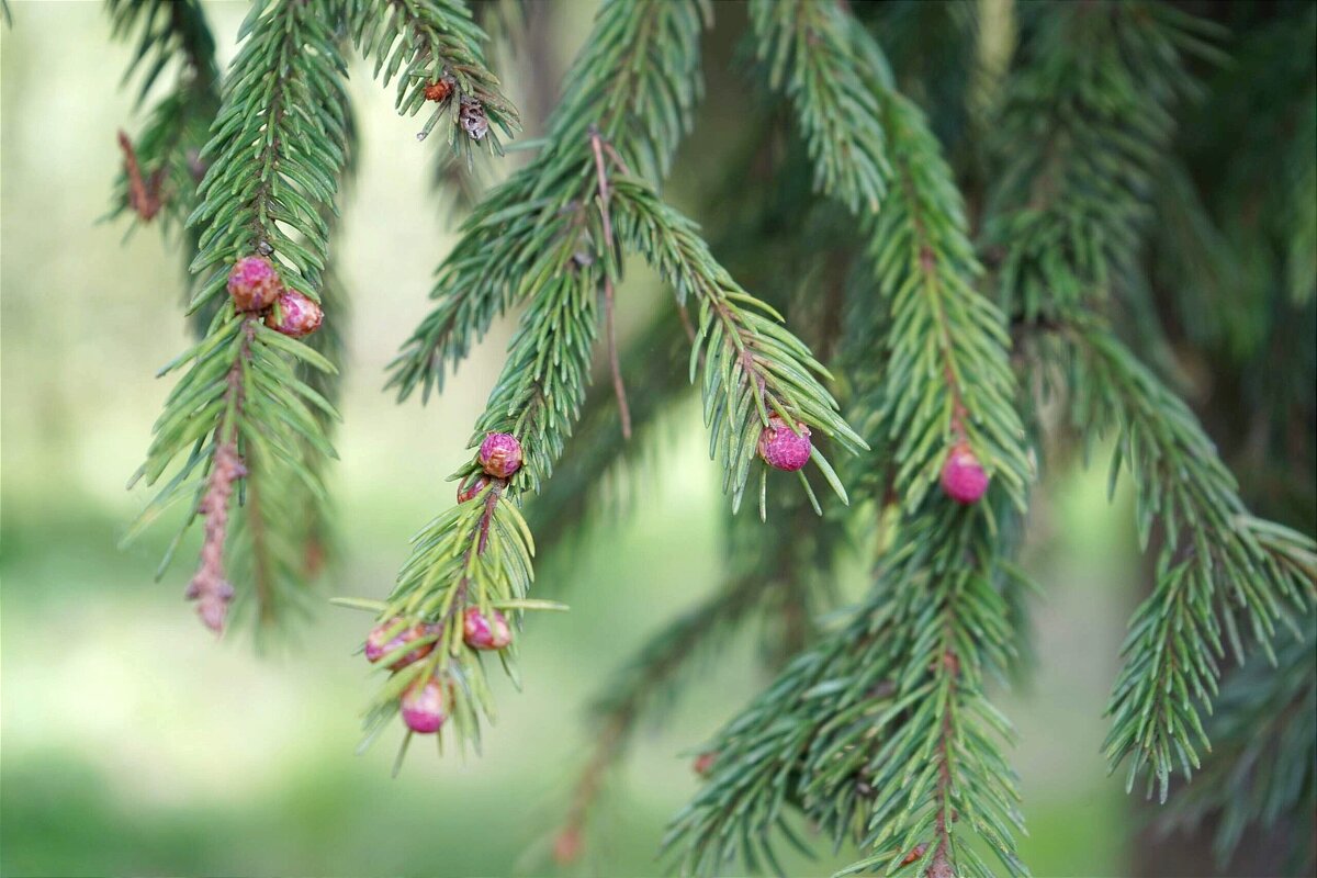 Елочка - Татьяна Тюменка