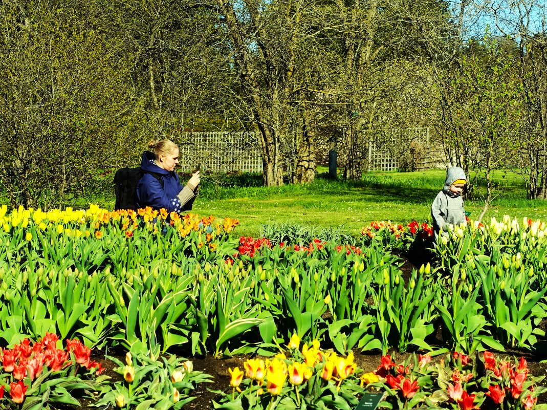 Сессия около тюльпановой клумбы - Aida10 Сессия около тюльпановой клумбы - Aida10