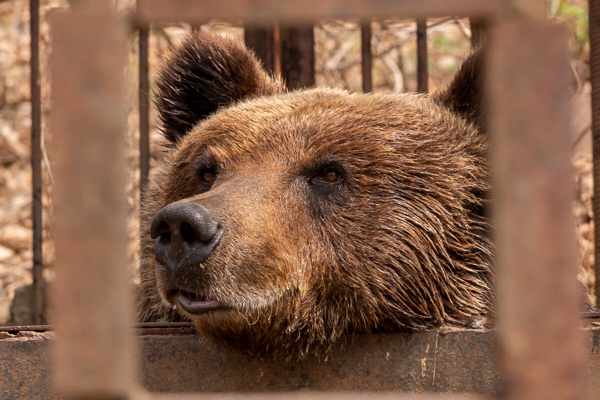 Мечтатель - Сергей Флетчер Мечтатель - Сергей Флетчер