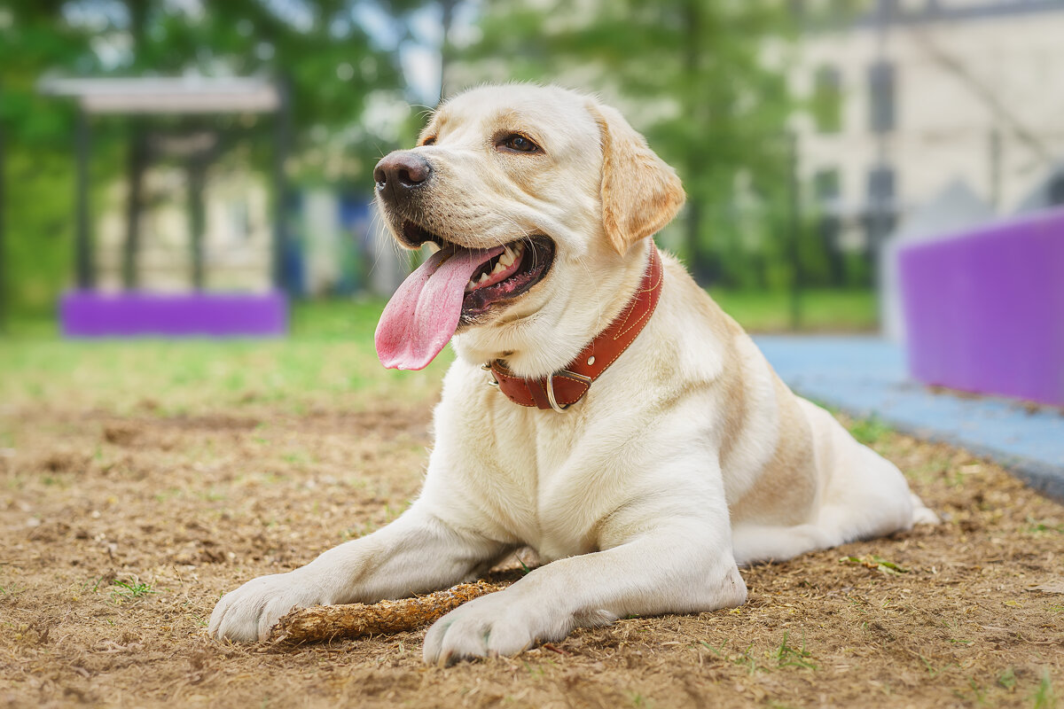 Алькор - Alex Bush Алькор - Alex Bush