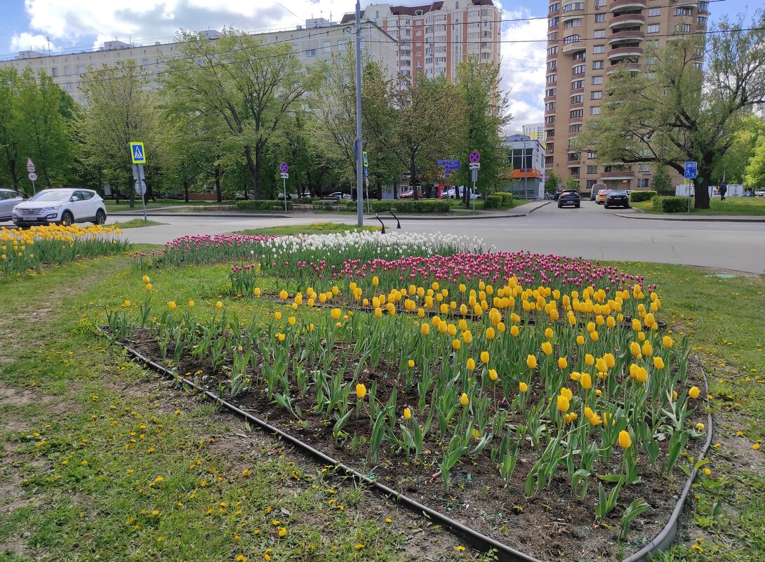 Городские цветы, городские цветы... - Игорь Ч. Городские цветы, городские цветы... - Игорь Ч.