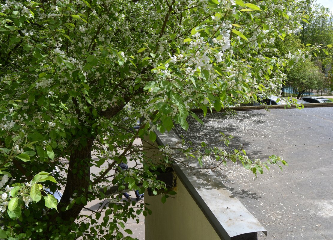 Начало конца цветения - Oleg4618 Шутченко