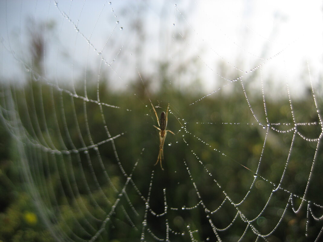 На заре - Anna Ivanova На заре - Anna Ivanova