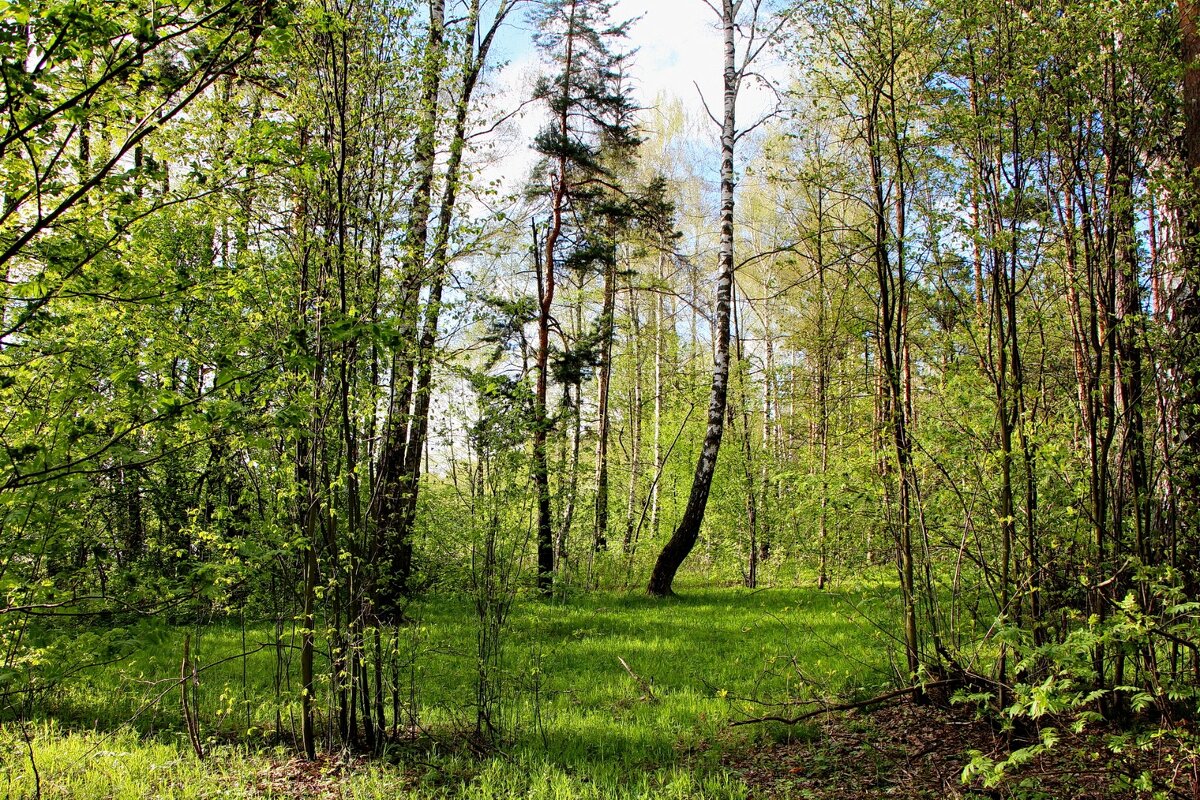 Подмосковье. Май месяц - Тамара Вебер